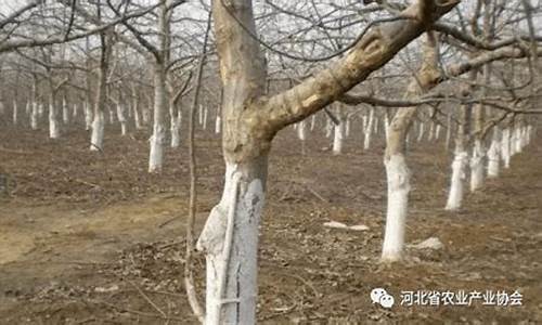 天气冷果树不结果怎么办_天气冷果树不结果