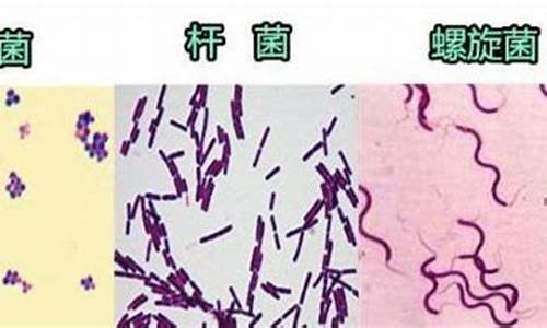 哪种天气细菌不易繁殖后代_什么细菌不怕冷